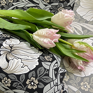 pimpernel grey black